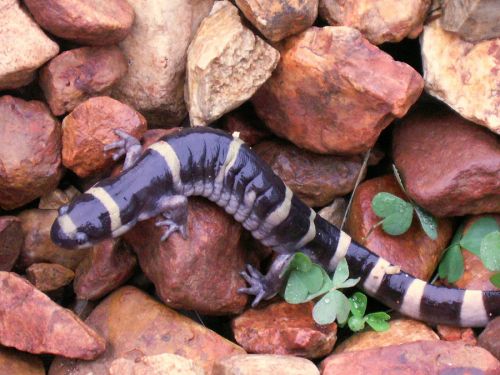 Cave-Salamander